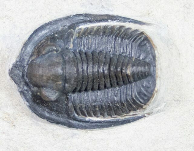 Cornuproetus Trilobite - Detailed Shell #10649